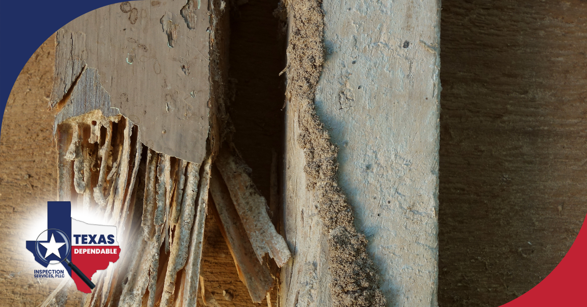 Severe termite damage and mud tunnels on wooden structural beam.