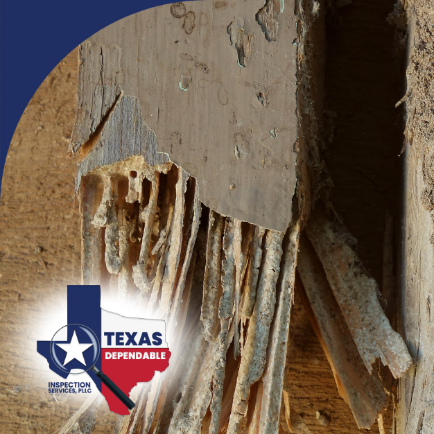 Severe termite damage and mud tunnels on wooden structural beam.